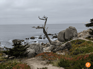 CARMEL BEAUTY
