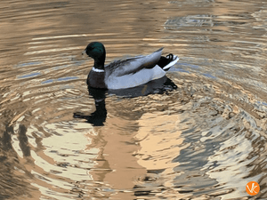 photos-evergreenducky